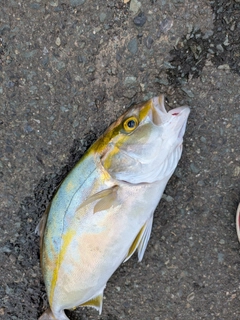 シオの釣果