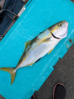 ツバスの釣果