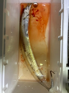 タチウオの釣果