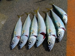 イワシの釣果