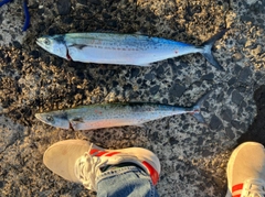 サゴシの釣果