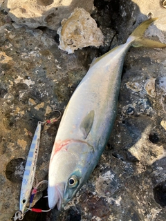 コゾクラの釣果