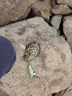 イカの釣果