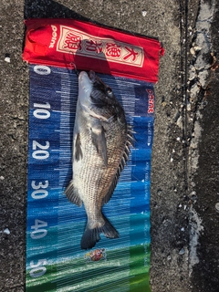 チヌの釣果