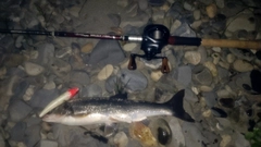 ウグイの釣果