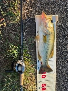 ブラックバスの釣果