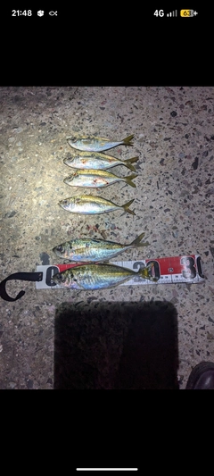 マアジの釣果