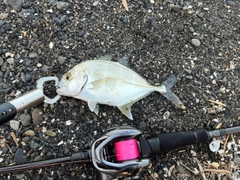 メッキの釣果