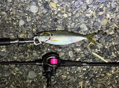 コノシロの釣果