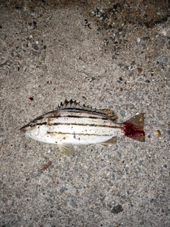 シマイサキの釣果