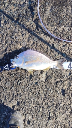 ヘダイの釣果