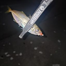 アジ