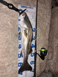 スズキの釣果