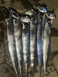 タチウオの釣果