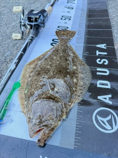 ヒラメの釣果