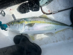 ブリの釣果