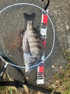 チヌの釣果