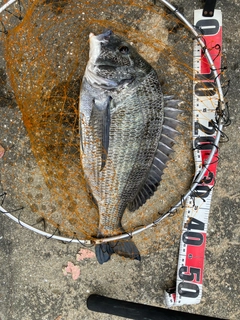 チヌの釣果