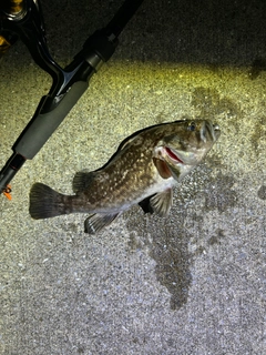 クロソイの釣果
