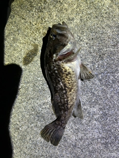 クロソイの釣果