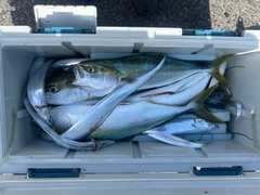タチウオの釣果