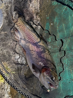 ニジマスの釣果