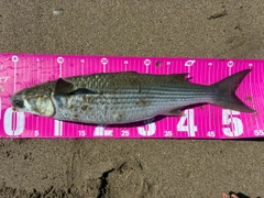 ボラの釣果