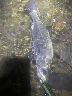 フッコ（ヒラスズキ）の釣果
