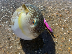 フグの釣果