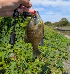ブルーギルの釣果