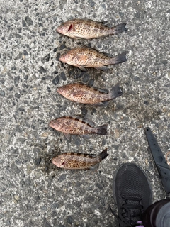オオモンハタの釣果