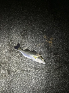 セイゴ（タイリクスズキ）の釣果