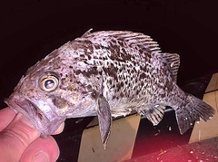 クロソイの釣果