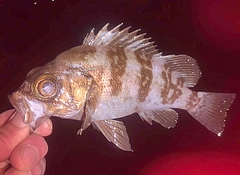 メバルの釣果