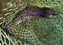 ニジマスの釣果