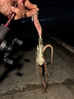 タコの釣果