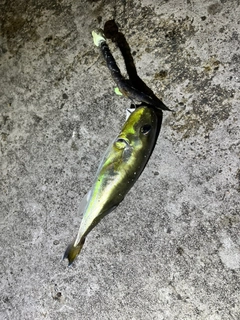 シロサバフグの釣果