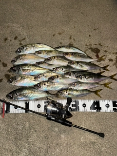 アジの釣果