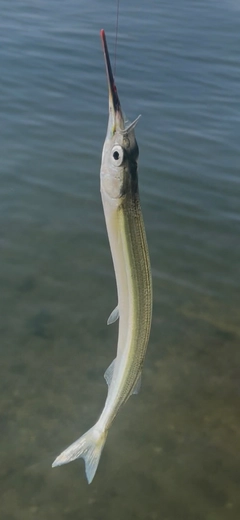 サヨリの釣果