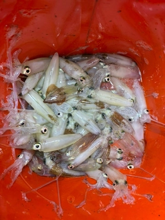 マメイカの釣果