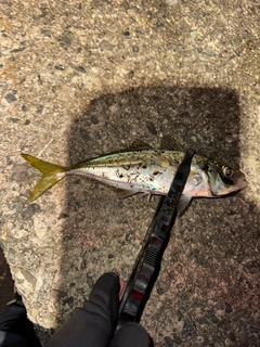 マアジの釣果