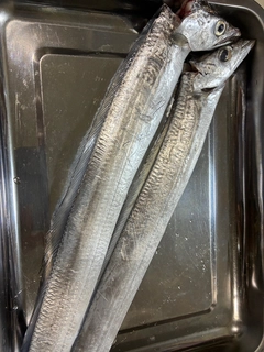 タチウオの釣果