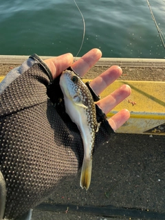 クサフグの釣果