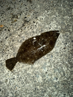 ヒラメの釣果