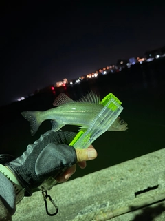 セイゴ（マルスズキ）の釣果