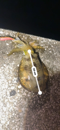 アオリイカの釣果