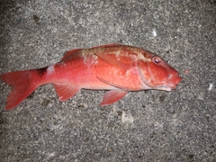 ホウライヒメジの釣果