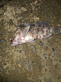 モヨウハタの釣果