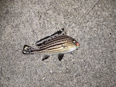 コロダイの釣果
