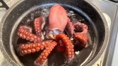 マダコの釣果